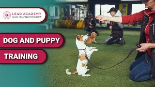 Dog Training Diploma + Dog Walking Business